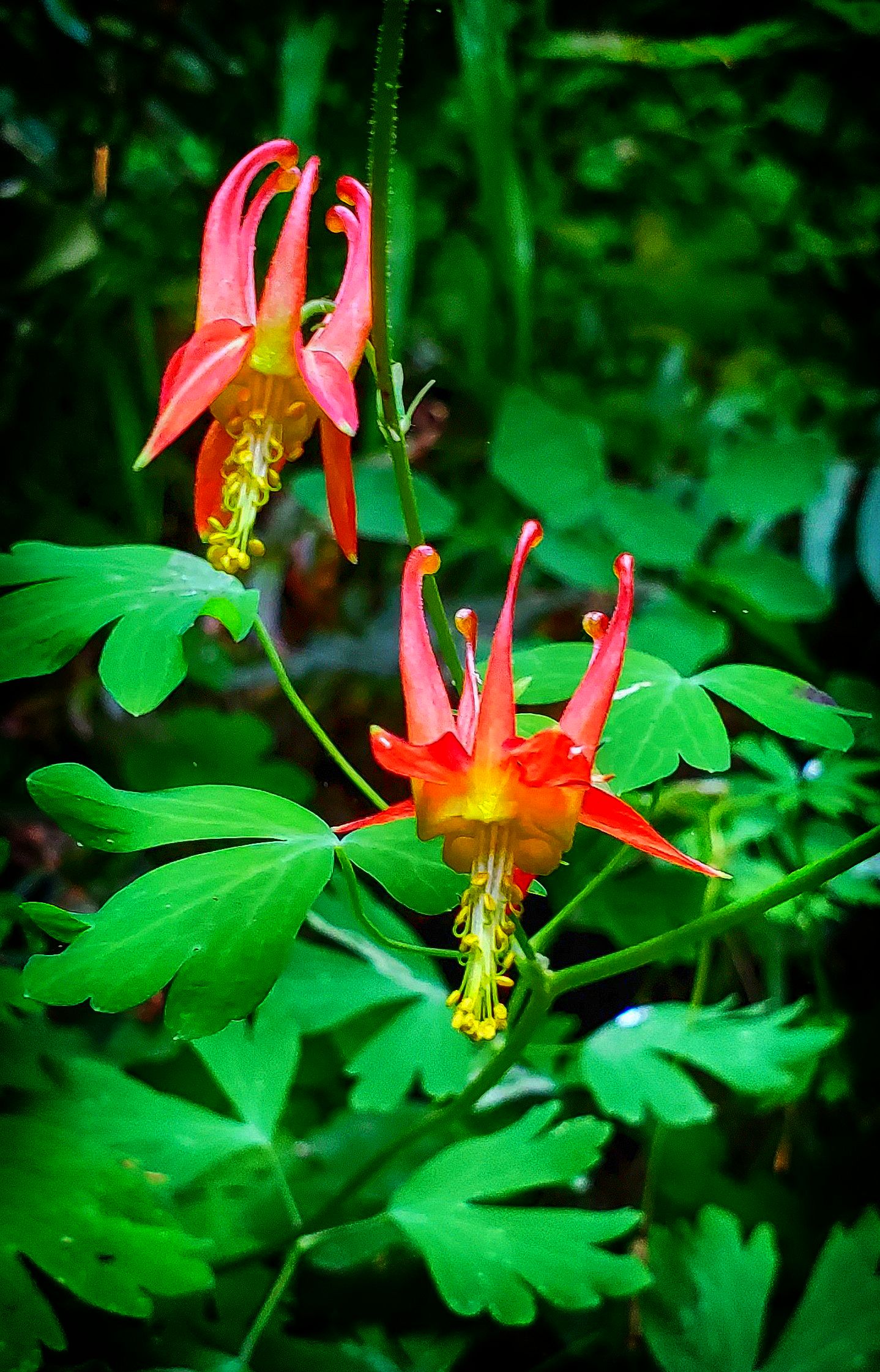 Wild Columbine